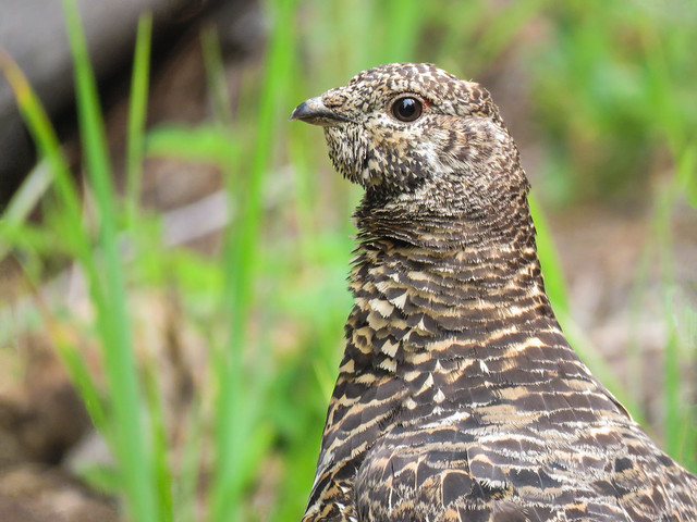 Spruce Grouse / Falcipennis canadensis, female