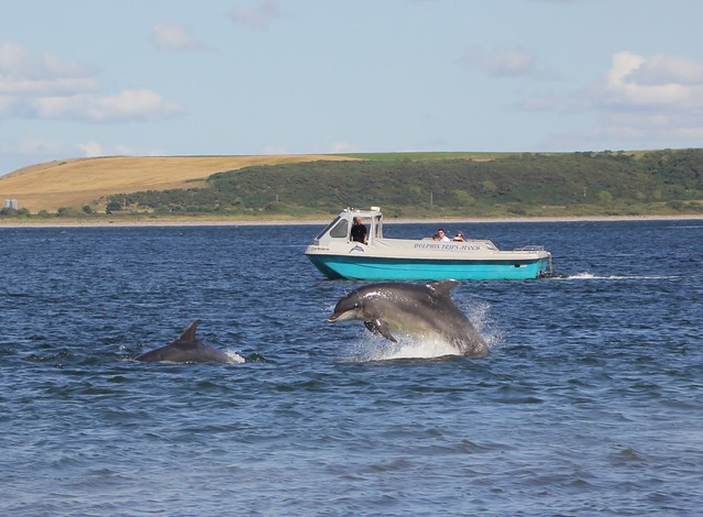 Dolphins, Moray Firth, Black Isle, Scotland.