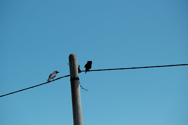 Crows in a Pair