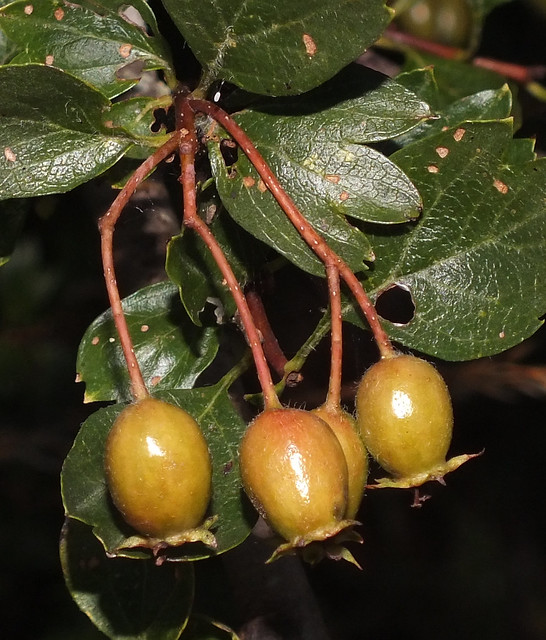 Single-seeded hawthorn (Crataegus monogyna) fruit