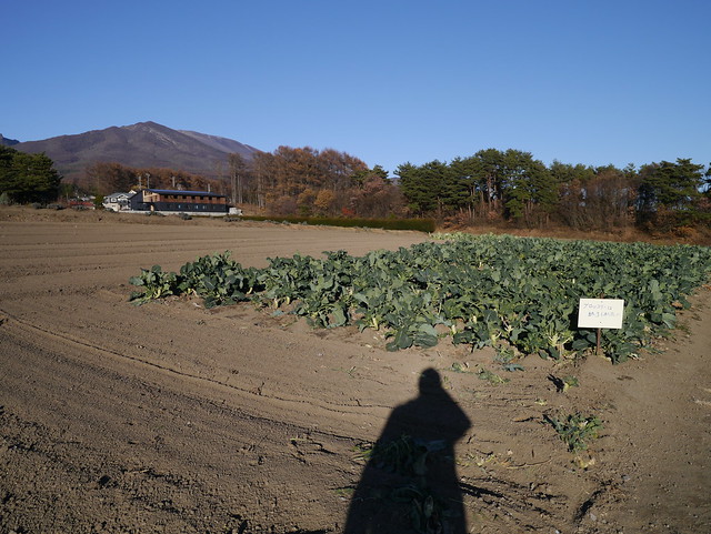 HIDETO 農園 (HIDETO vegetables firm)