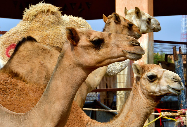 Al Ain Camel Market, U.A.E.