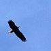 Flickr photo 'Bald Eagle (Haliaeetus leucocephalus)' by: Mary Keim.