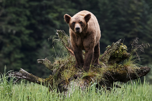 Female grizzly standing on old tree