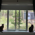 Cats at the cabin 