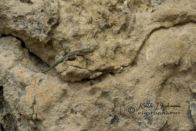 Wall Lizard - Podarcis hispanica