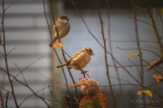 sparrows/autumn