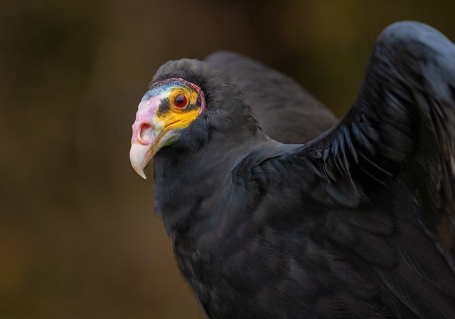 Mr Peobody the Lesser Yellow-headed Vulture