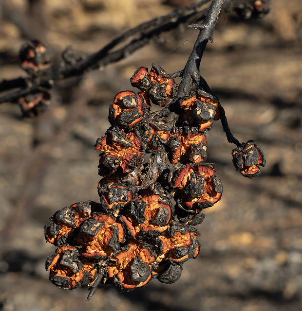 Hesperocyparis macrocarpa, Monterey Cypress Serotinous Cones Opened After Fire
