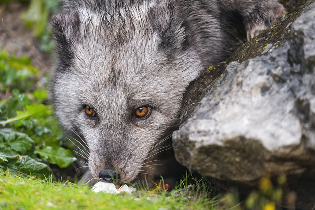 Female fox licking egg