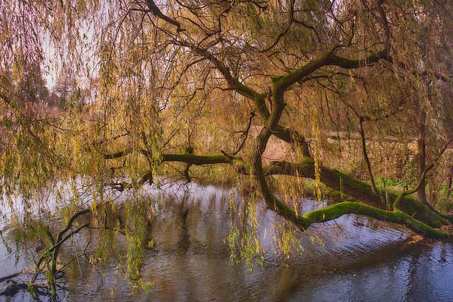 The old willow tree in late autumn