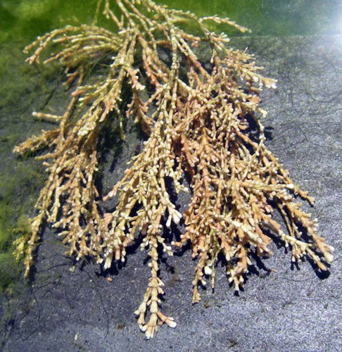 Corallina officinalis 1 (29-4-16 Zaragoza)