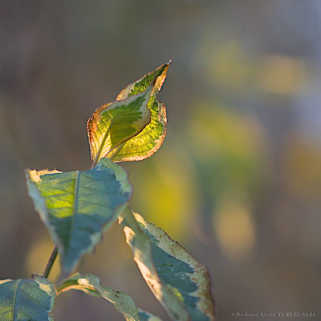 Autumn leaf in morning light