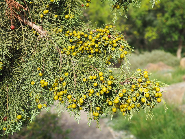 Juniperus phoenicea_P9170026