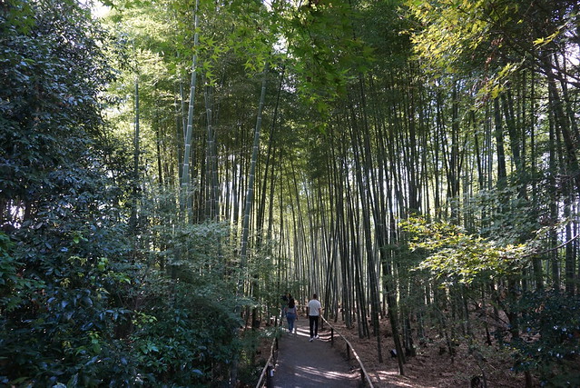 Kōdai-ji, Kyoto : le forêt de Bambou