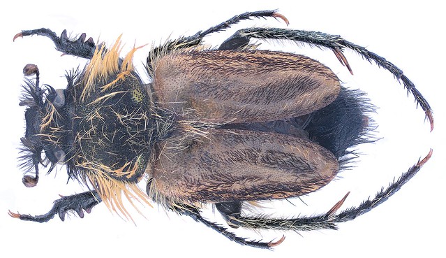 Eulasia bombylius (Fabricius, 1787)