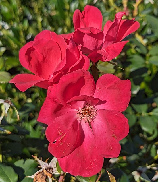 red roses, portrait