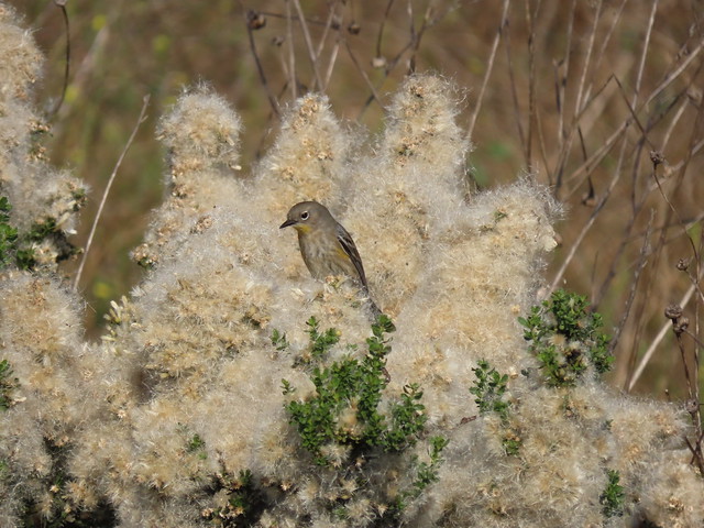 Yellow-rumped Warbler visiting Coyote Brush seed fluff
