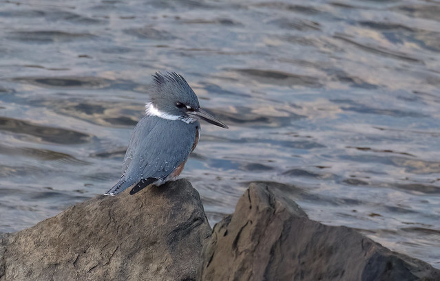 One could get belted with a Kingfisher on the rocks!