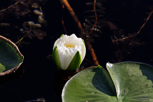 Fragrant Water Lily #2 - 2021-09-10