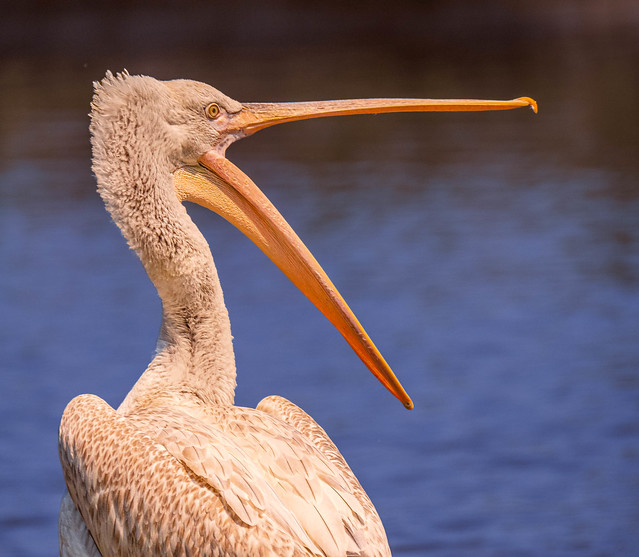 Pelican….who was not happy! .jpg