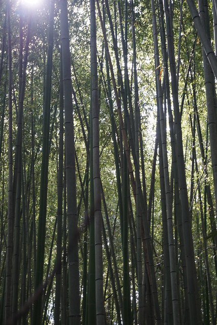 Forêt de Bambou d'Arashiyama, Kyoto