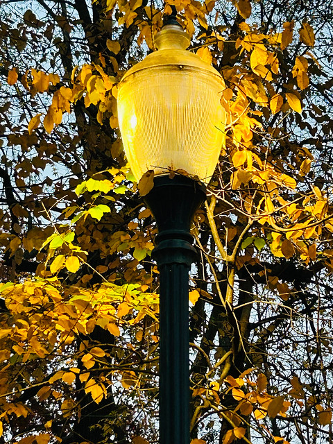 Warm yellow light and leaves