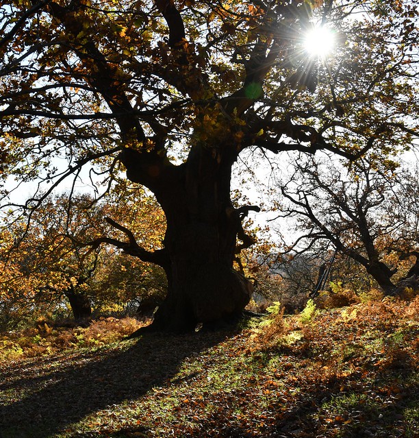 Autumn Oak