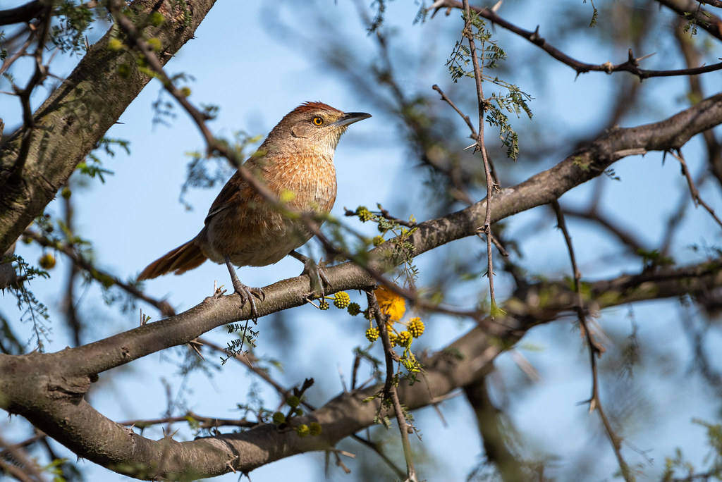 Espinero pecho manchado - Freckle-breasted thornbird