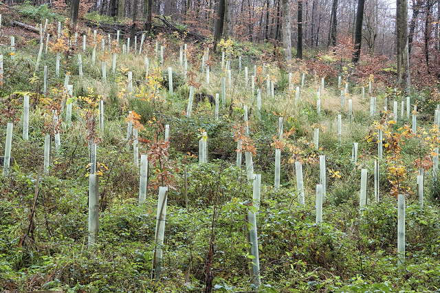 Protected young trees