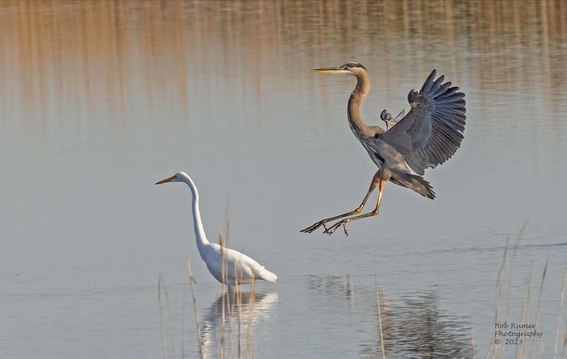 Great Egret & Great Blue Heron.