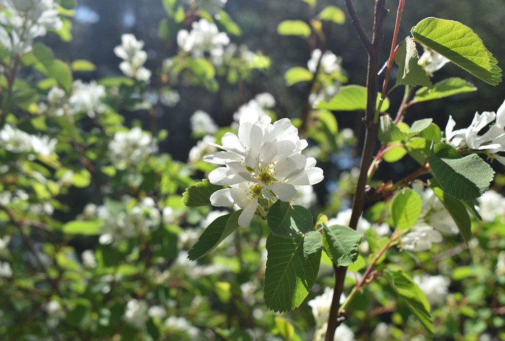 Wild serviceberry in sunlight