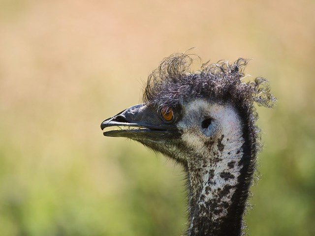 Emu-4432