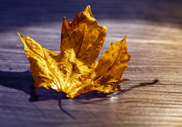 Maple Leaf. Symbol of Canada.