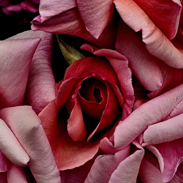 Cocoon of rose between petals.🌼