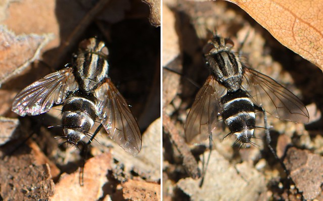 Fly on the ground -- Tachinid Fly (Tachinidae)?