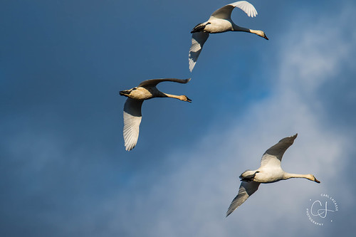 TRumpeterSwanV23_4394 by Carl LaCasse, sunrise ridgefieldnationalwildliferefuge trumpeterswans sandhillcrane hoodedmerganser egret deer
