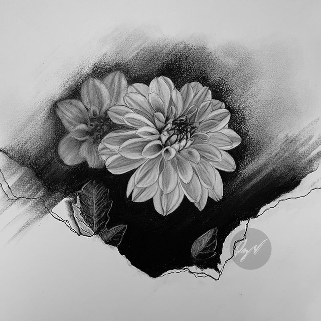 Charcoal drawing of a Dahlia