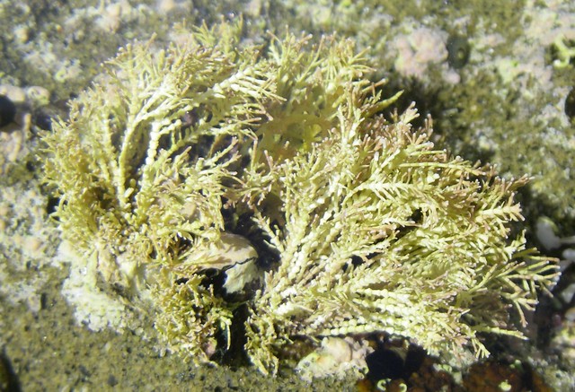 Corallina sp. (8-7-16 La Jolla)
