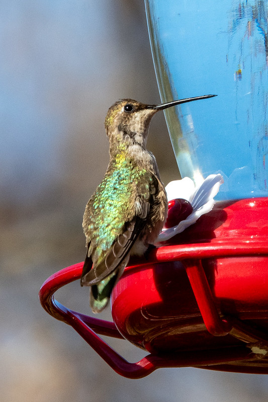 black-chinned-hummingbird-randalls-island-9138