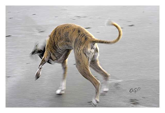 Whippets Will Never Be Slaves To Seaweed! No Surrender!