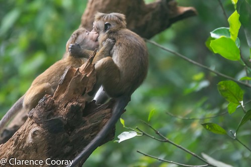 toque macaque mammal monkey melsiripura