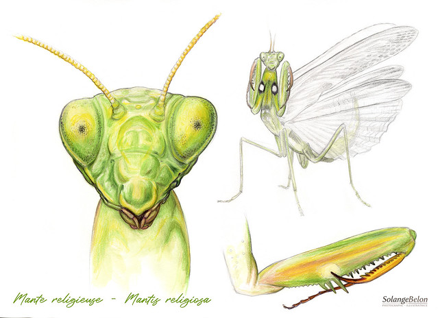Mante religieuse - Mantis religiosa