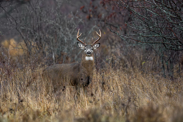White tailed deer - Buck