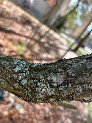 Species #93, Sassafras albidum, bark | by jac_bouch