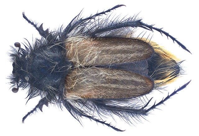 Eulasia chrysopyga (Faldermann, 1836)