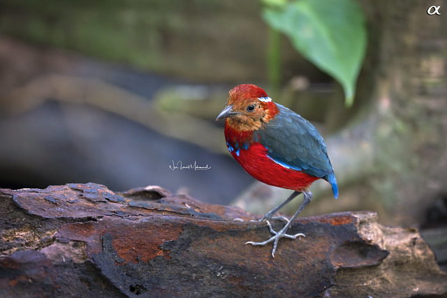 Blue-banded pitta