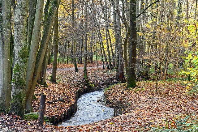Small stream in the woods (Explore 27-11-23)