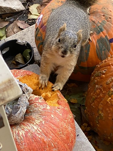 Squirrel vs Pumpkin