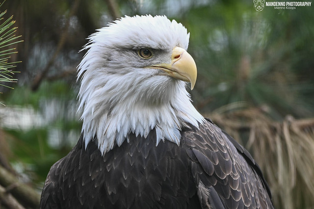 American sea eagle - Zoo praque